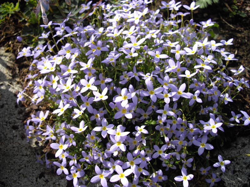 Houstonia caerulea 'Millard's Variety' photo